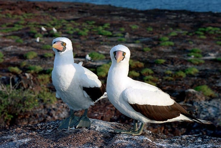 Galapagos - Birds - Tölpel