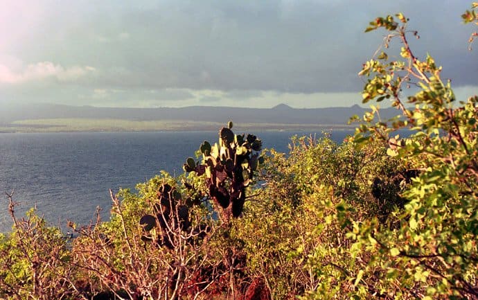 Galapagos - Flora
