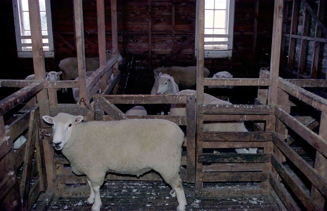 Neuseeland Schaffarm