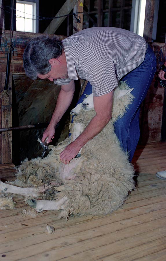 New Zealand - sheep farm