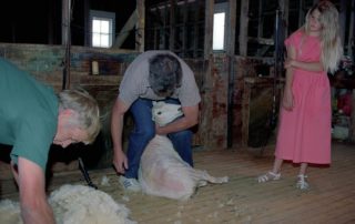 New Zealand - sheep farm