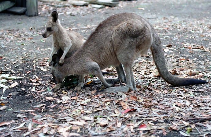 Australien - Kängurus