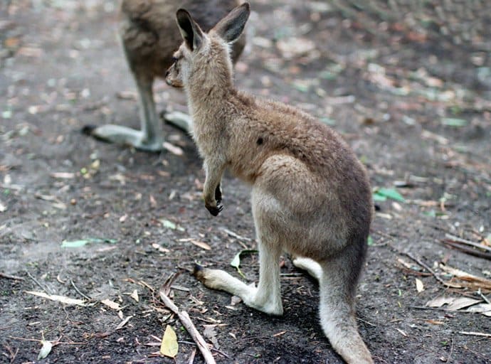 Australia - kangaroos