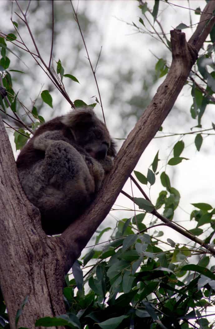 Australien - Koalas