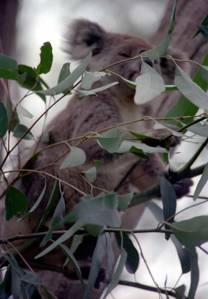 Australien - Koalas