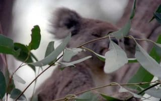 australien koalas 003a