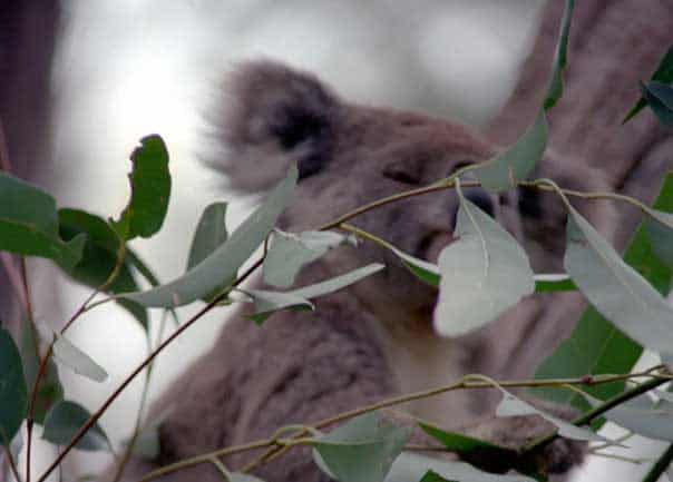 australien koalas 003a