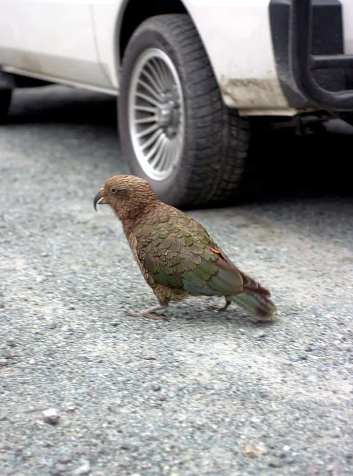 Neuseeland - Kea Papagei