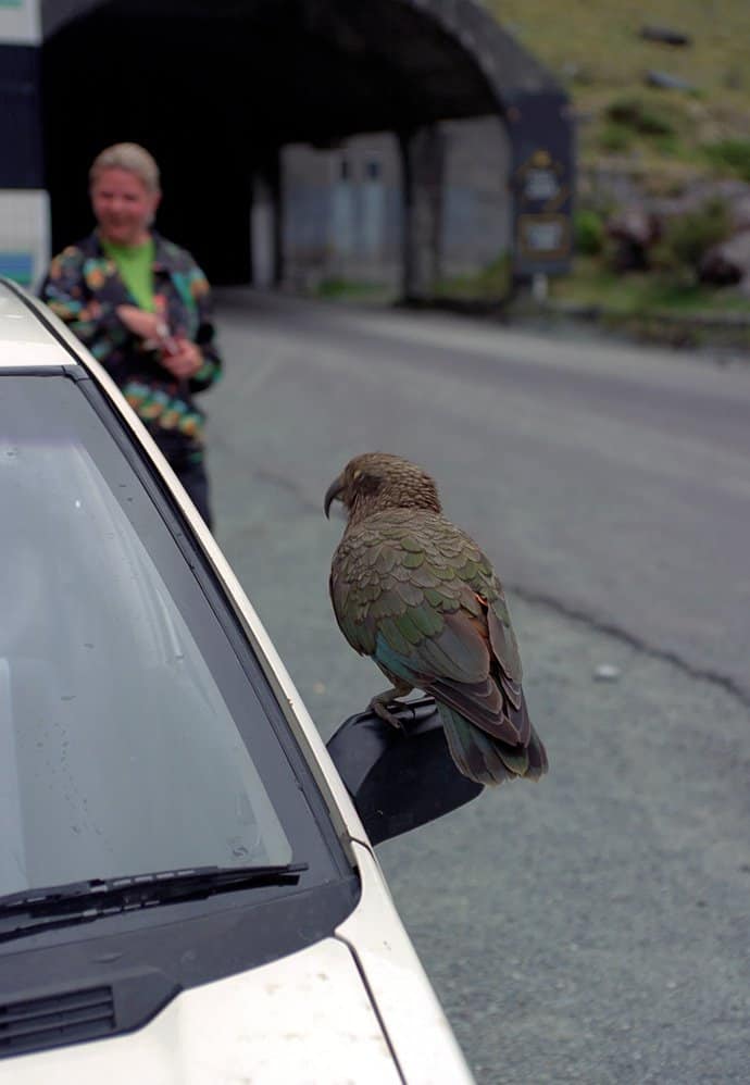 Neuseeland - Kea Papagei
