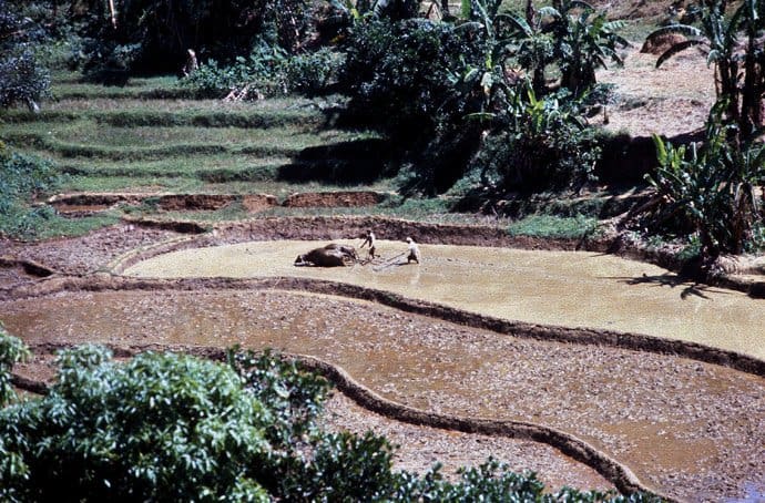 Sri Lanka - rice fields