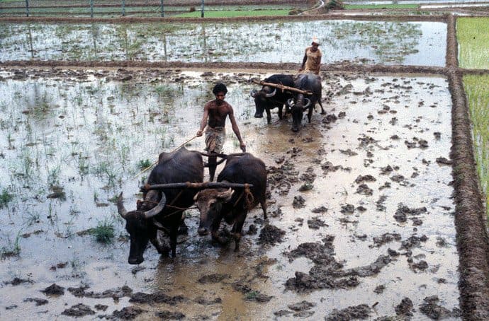Sri Lanka - Reisfelder