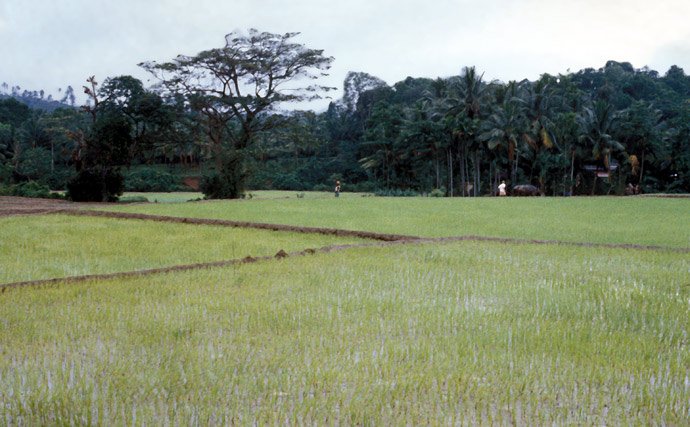 Sri Lanka - Reisfelder