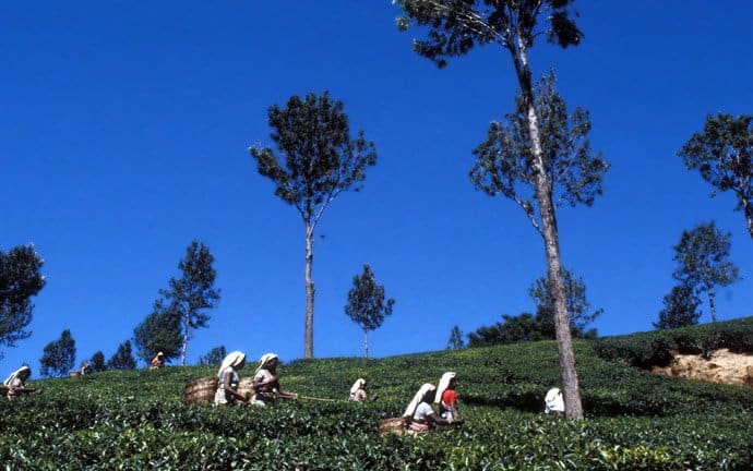 Sri Lanka - Teeplantage