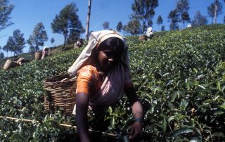 Sri Lanka - tea plantation