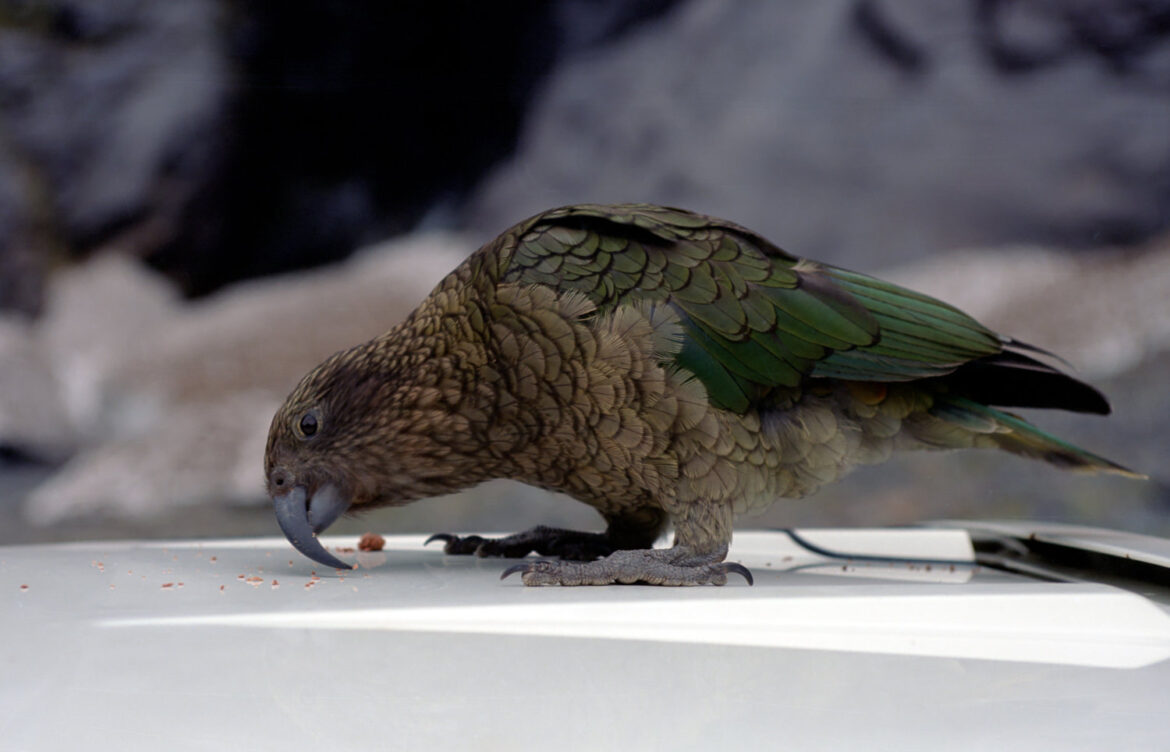 Neuseeland – Kea Papagei